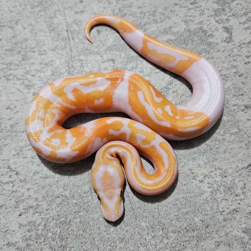 Pied Lavender " Dreamsicle "