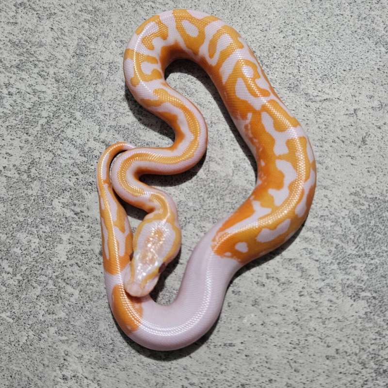 Pied Lavender " Dreamsicle "
