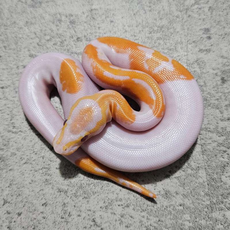 Pied Lavender " Dreamsicle " High White