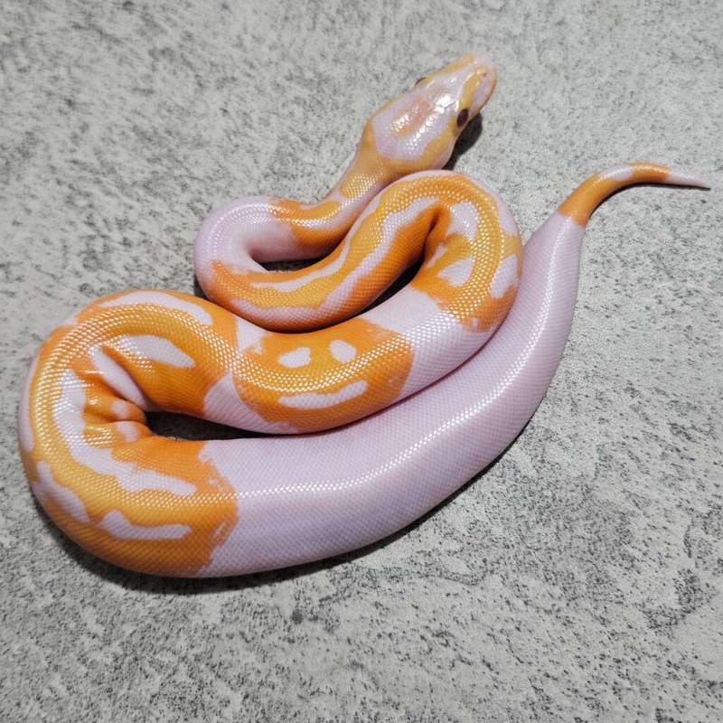 Pied Lavender " Dreamsicle "