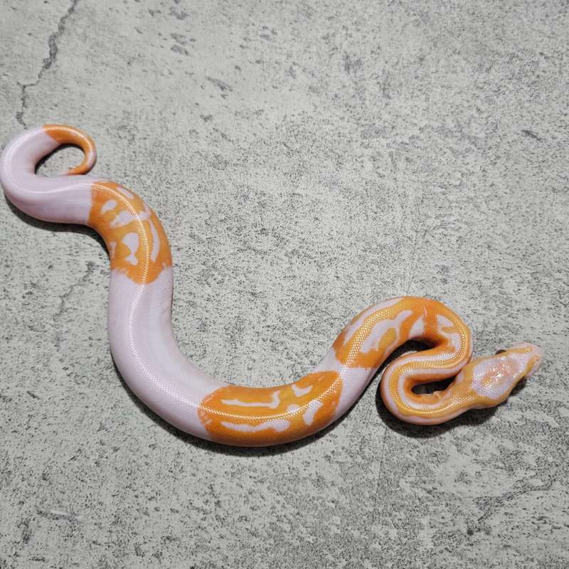 Pied Lavender " Dreamsicle "