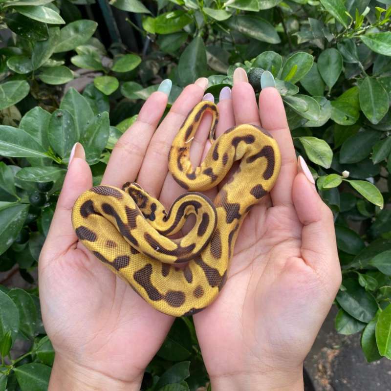 Enchi Leopard Specter 50% het Genetic Stripe female
