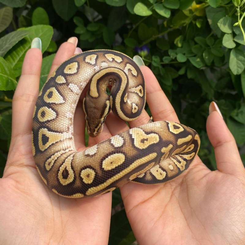 PHANTOM PASTEL DOUBLE HET CLOWN HYPO