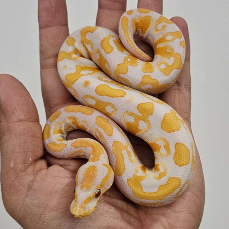 (High contras) LAVENDER DOUBLE HET CLOWN PIED