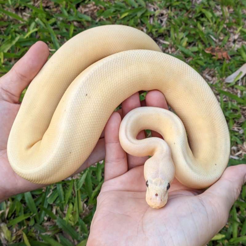 F Banana Lemonblast Clown Poss Enchi [24C1701]
