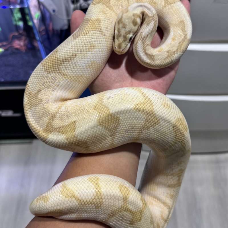 ball python