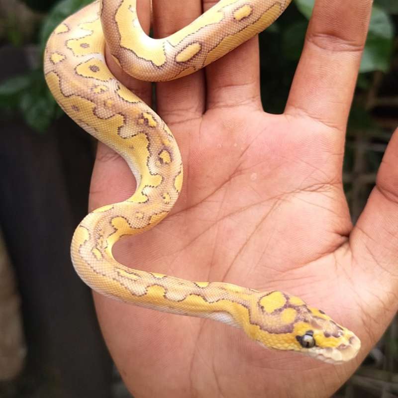 Lesser clown