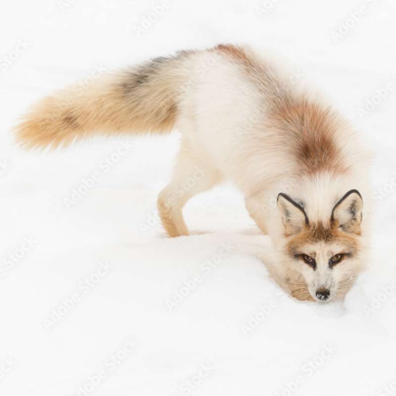 Red Marble fox