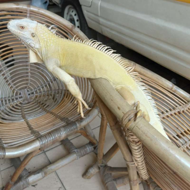 Iguana Albino Green (Minusan)