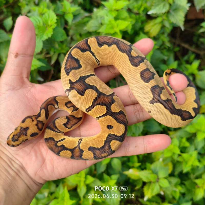 Clown Het DG (poss redstripe) Female