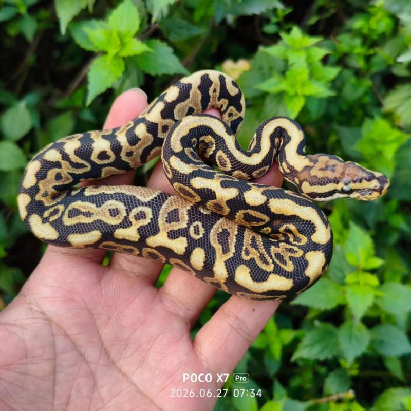 Spotnose Yellow belly het DG Male