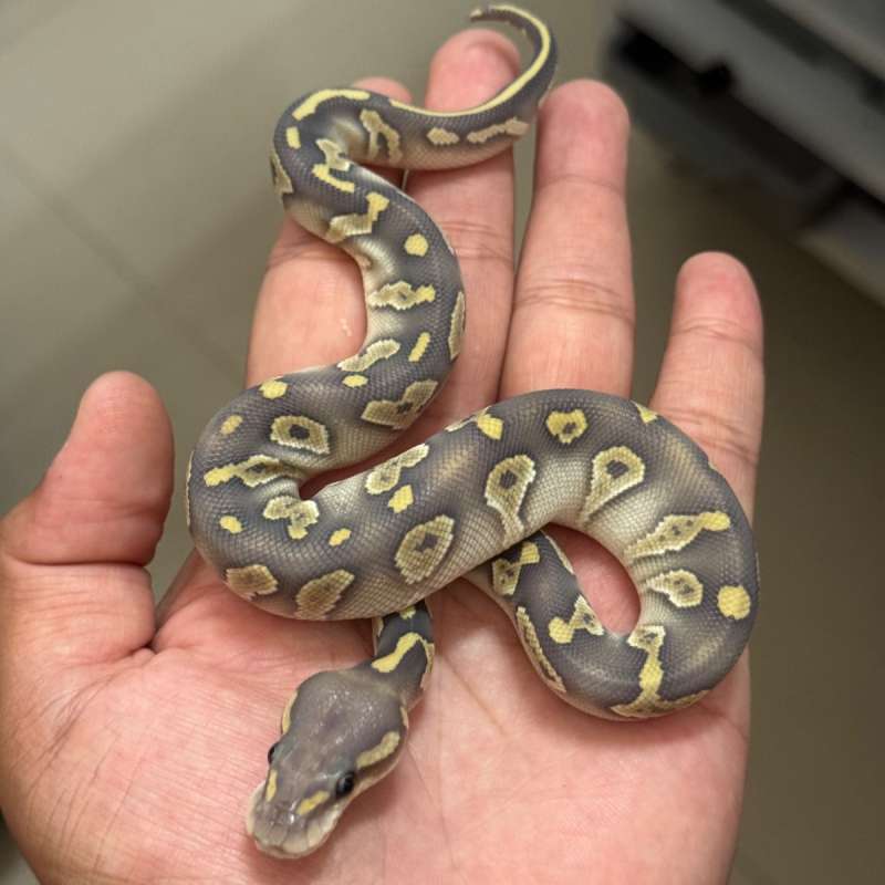 Chocolate Lesser Hypo