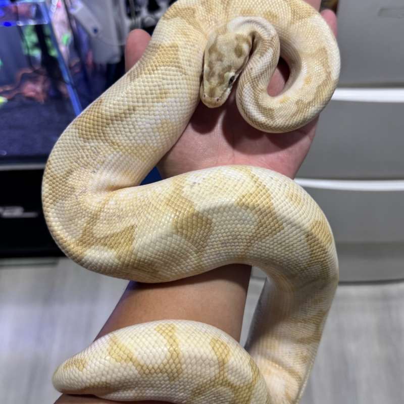 ball python nuclearbee