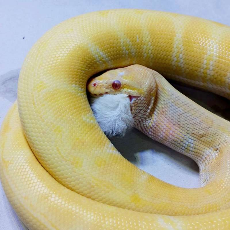 Ballpython Albino Banana Pinstripe