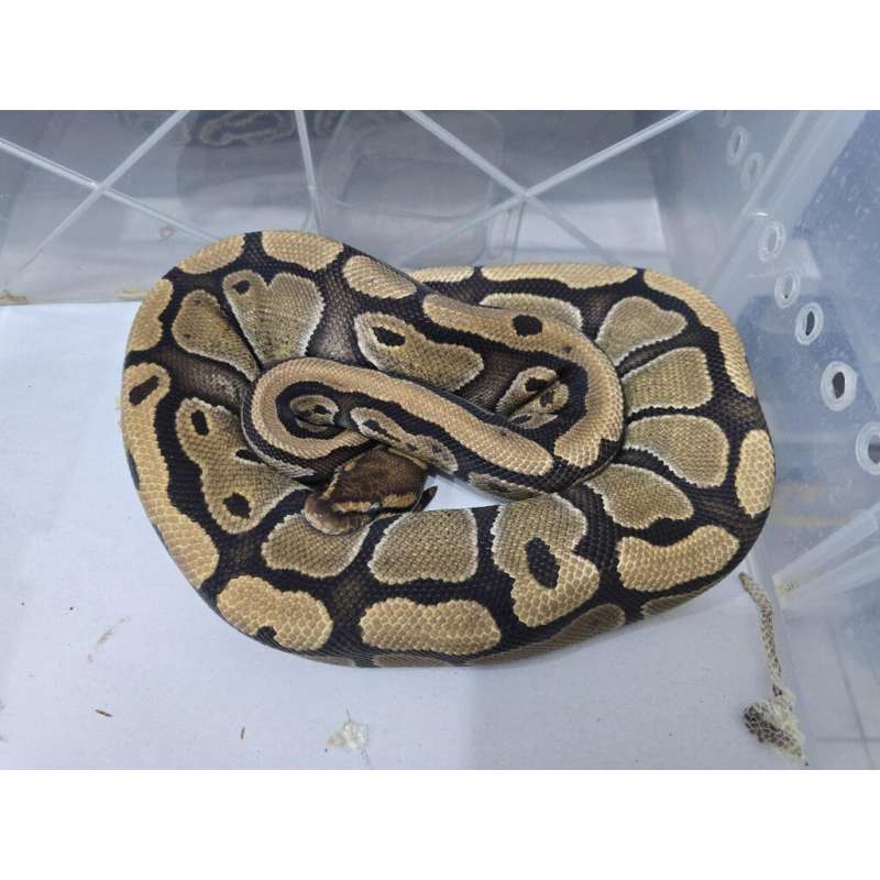 F Red Stripe dh GHypo DG 66%het Clown