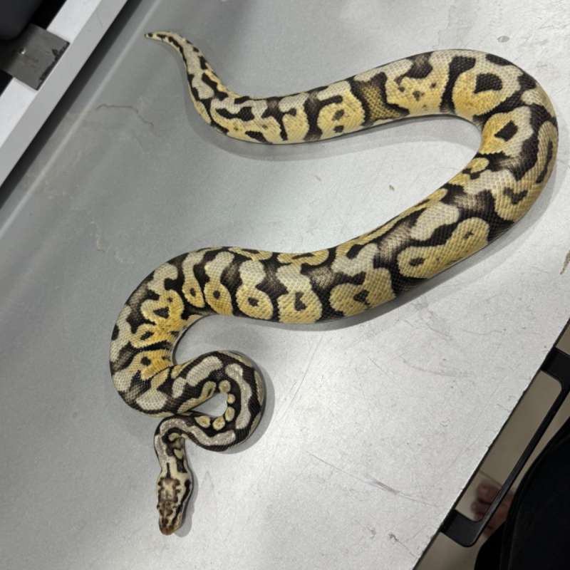 Proven Spotnose Super Pastel 100% Het Clown