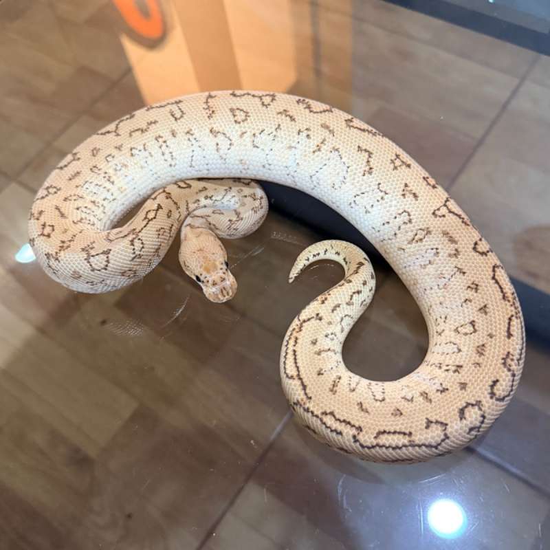 Special spotnose pinstripe clown het lavender