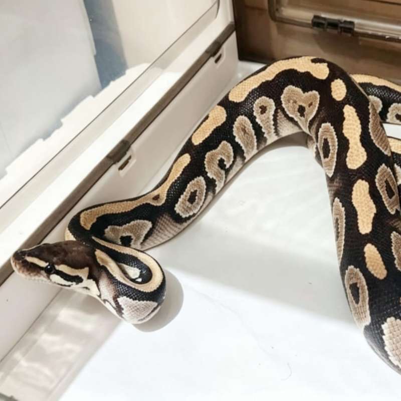 Mojave YB