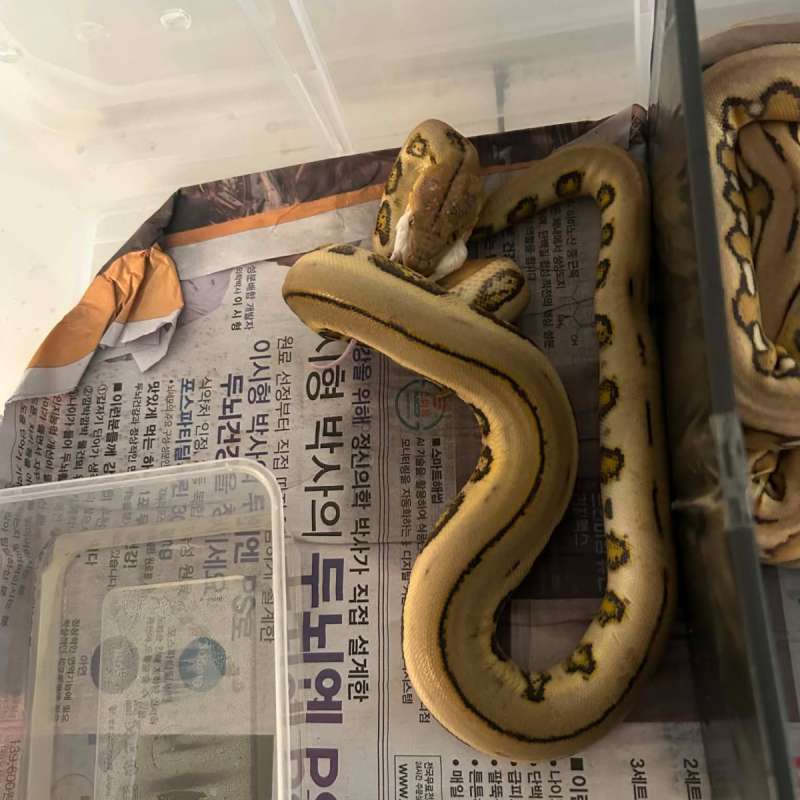 Retic Harlequin ✨✨