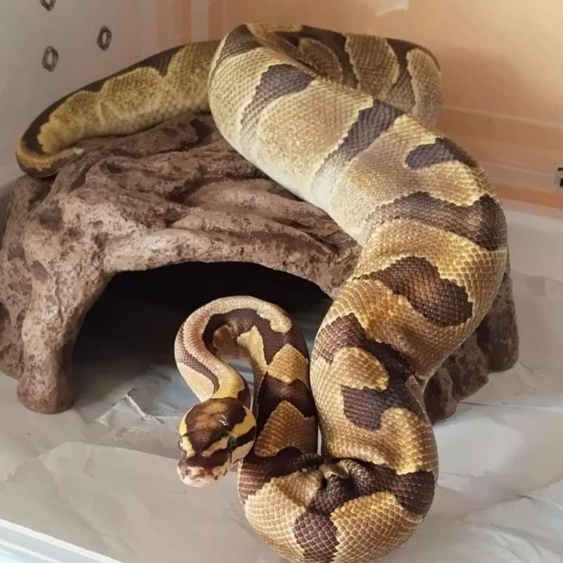 BP ENCHI FIRE POSS OD HET PIED