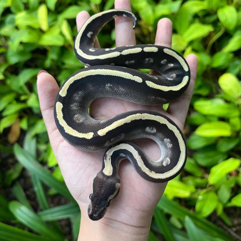 GHI Mojave