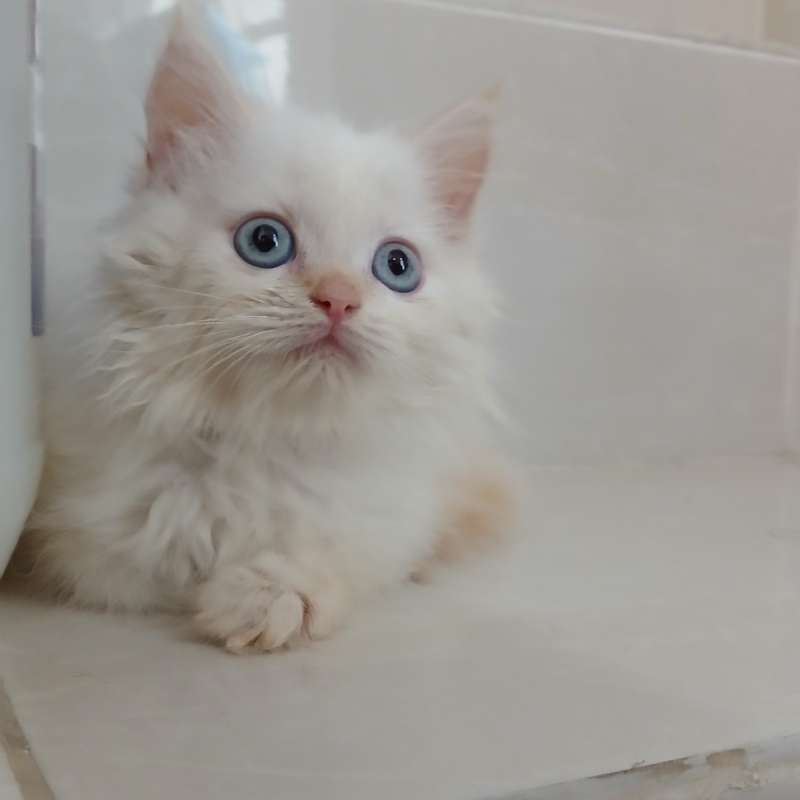 Kitten Persia Medium mix British Long Hair