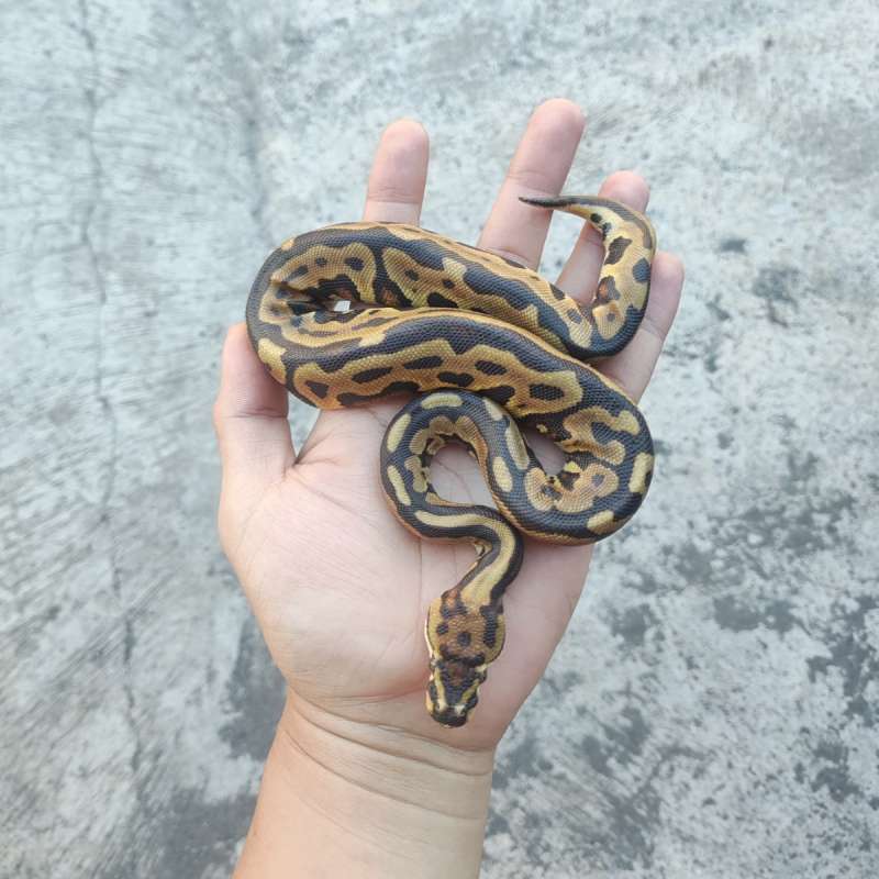 (PROJECT DG BATMAN) F - Leopard Specter Spotnose (RS) DH DG Clown