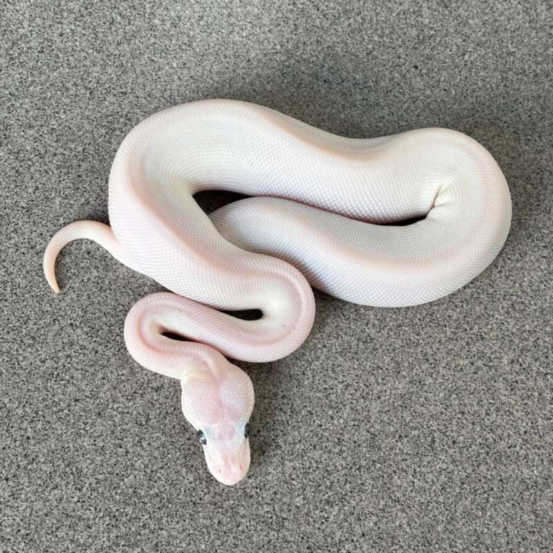 Ball Python Female LEUCISTIC (SUPER MOJAVE) HET PIED