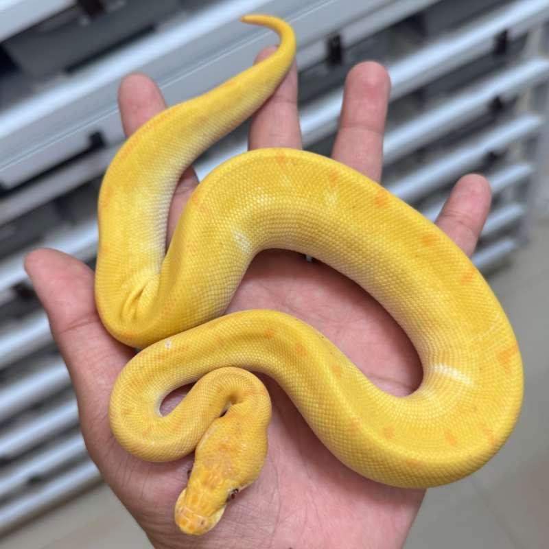Enchi Pinstripe Lavender Clown (Grail)