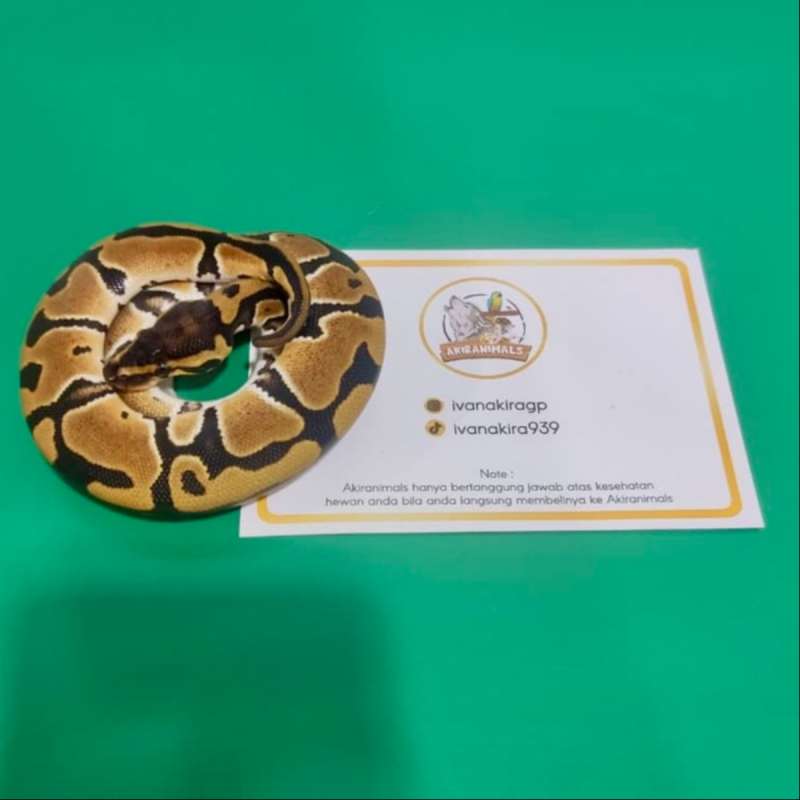 het 66% Lavender Clown Pied Ball Python [250105F]