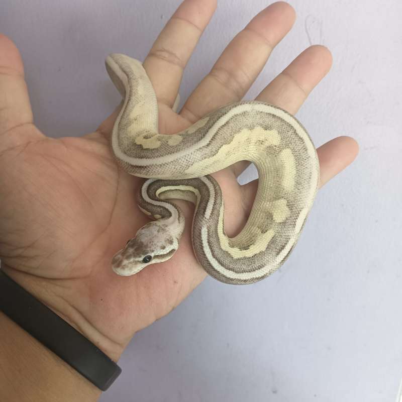 Firefly savannah (fire pastel Mojave cinnamon)