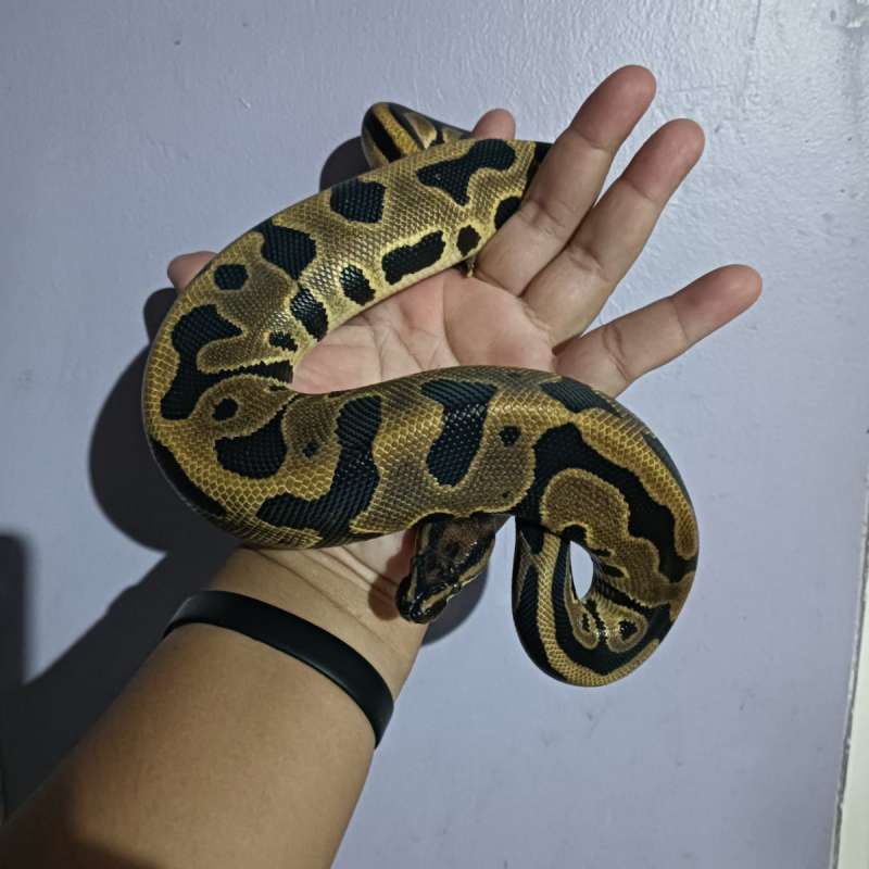 Orange dream Leopard het pied