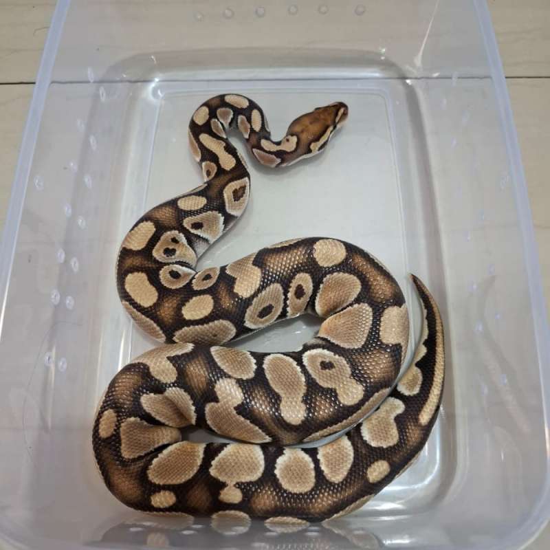 Orange Dream Russo 100% het Clown 50% het Hypo