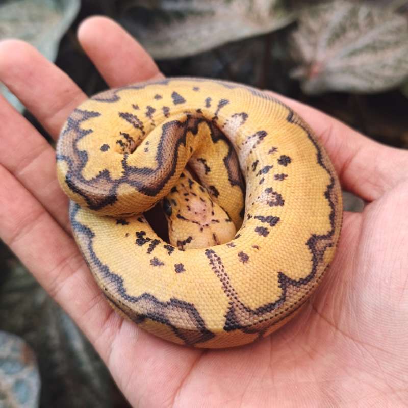 f pastel clown