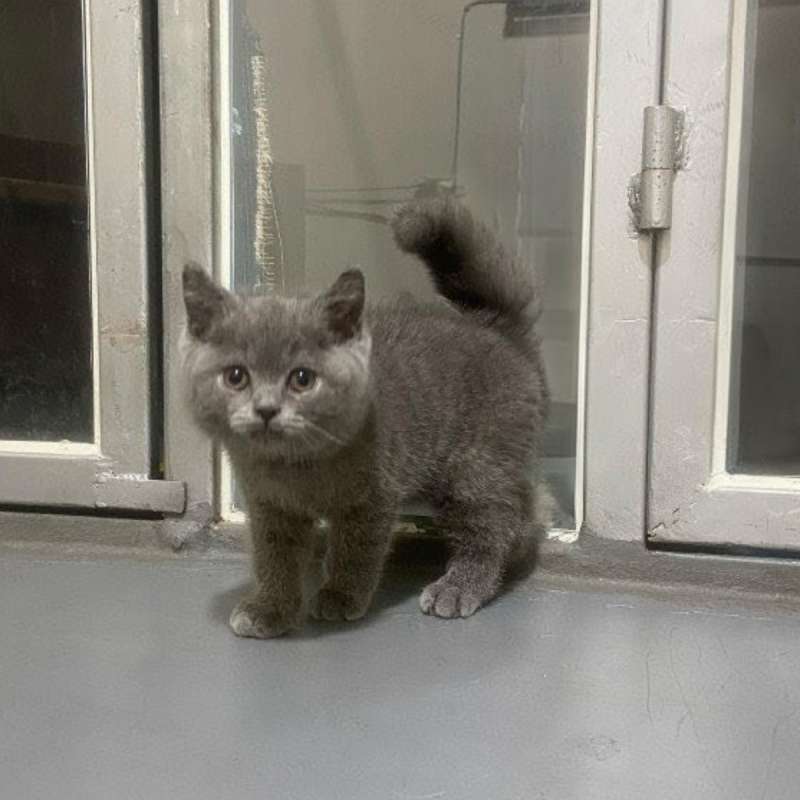 Kucing kitten British shorthair Bluesolid Betina Pure