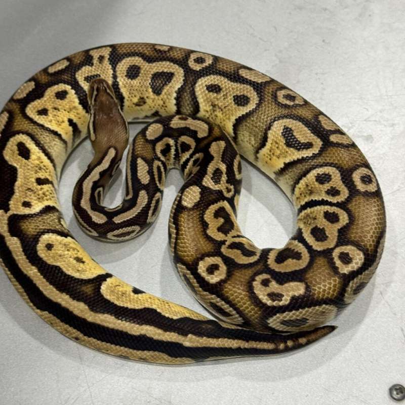 Female Hurricane Fire Pastel 100% Het Lavender 50% Het Genetic Stripe