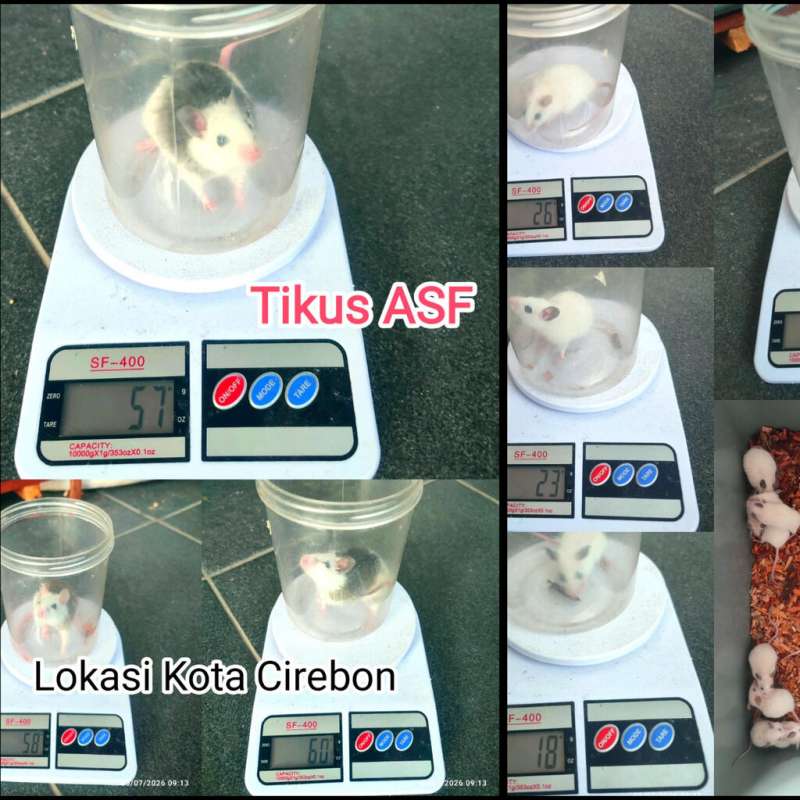 Tikus ASF berbagai ukuran