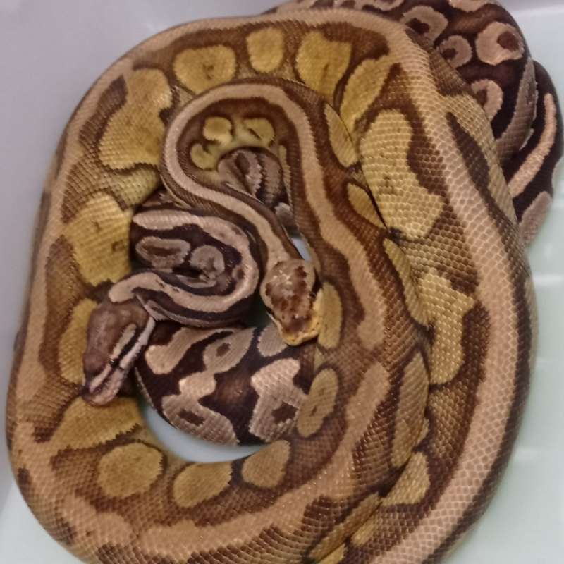 Sepasang Ballphyton