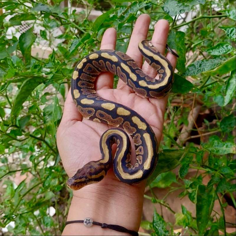 Spotnose Het Clown Posshet Pied