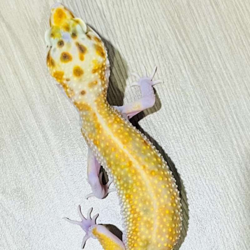 Gecko White & Yellow Eclipse Tremper