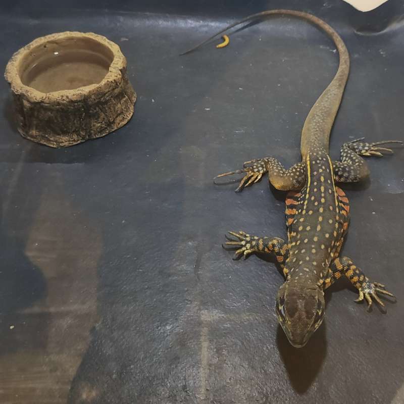 Butterfly Agama
