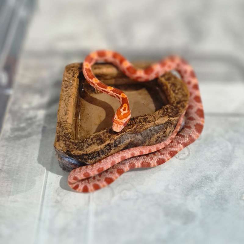 Cornsnake Amelanistic