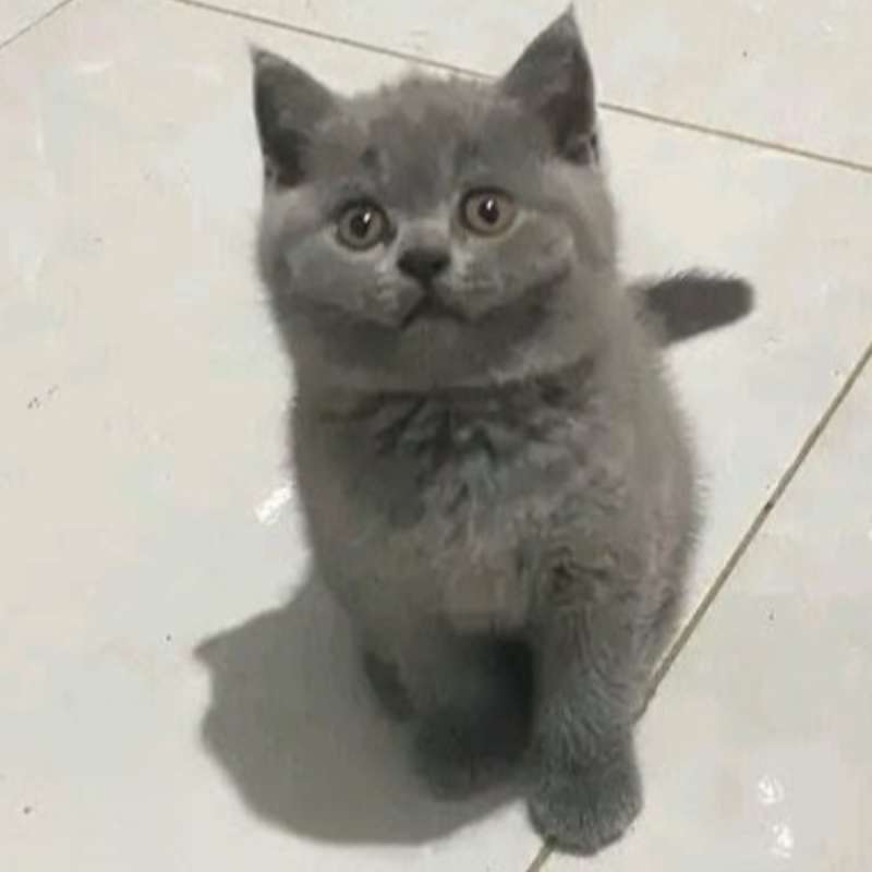 Kucing kitten British shorthair bluesolid Female pure