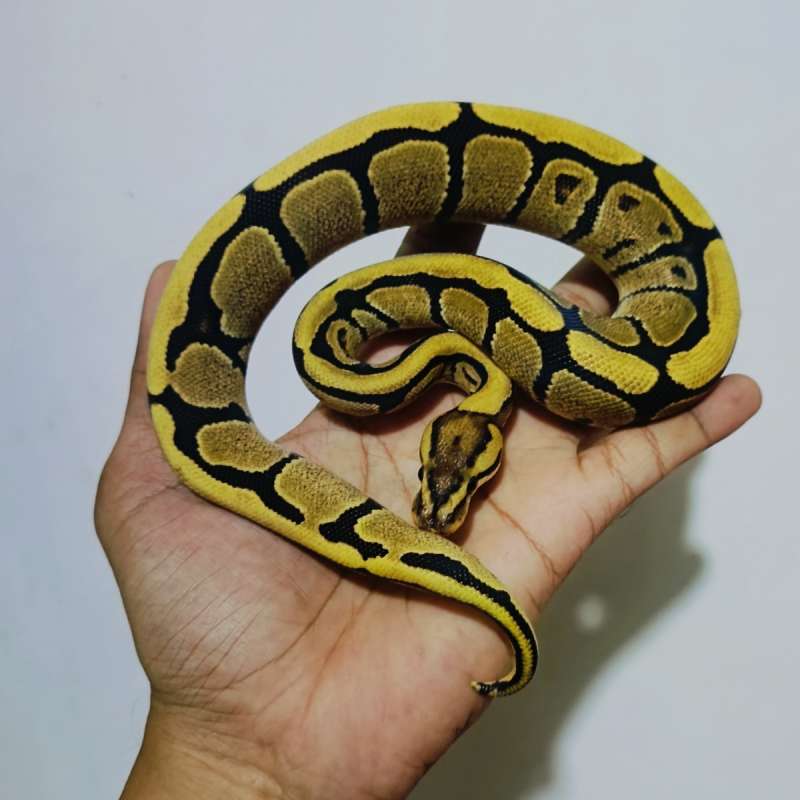 Fire poss enchi het clown ph G stripe (GS)