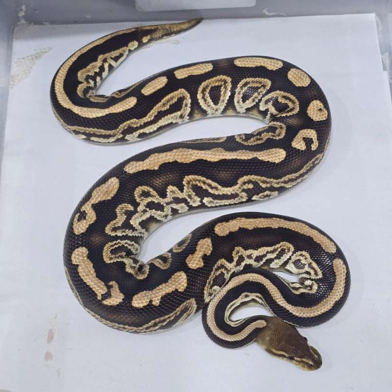 Black Pastel Cypress het Hypo Siap Breeding