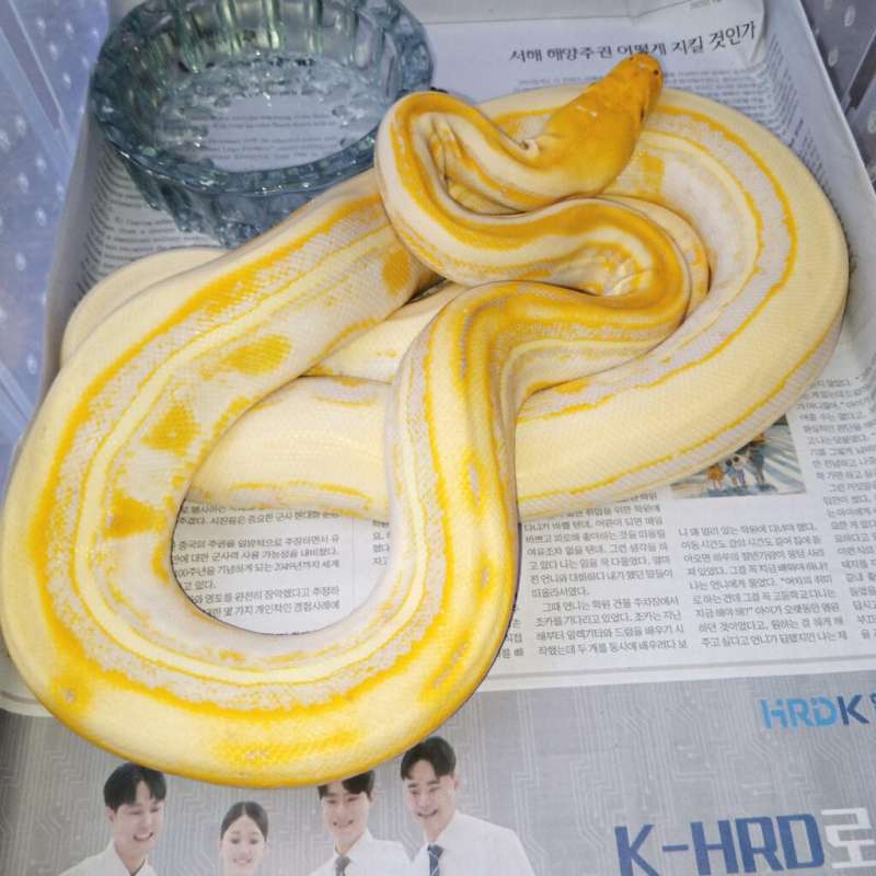 Retic Genetic stripe Albino Ciamikkk✨✨