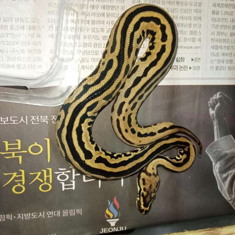 Confusion leopard spotnose specter