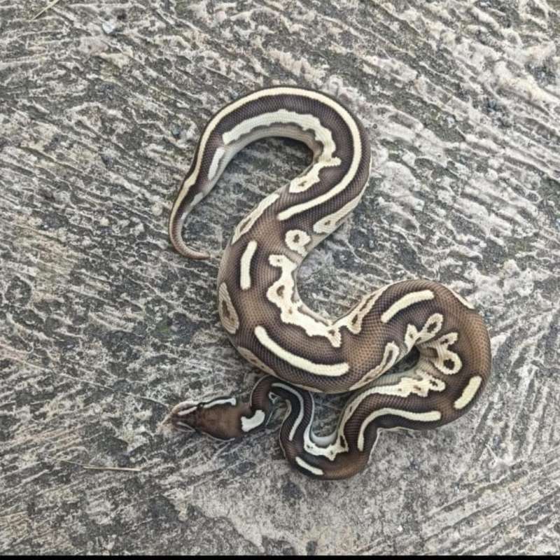 Butter blackpastel OD/fire ph pied