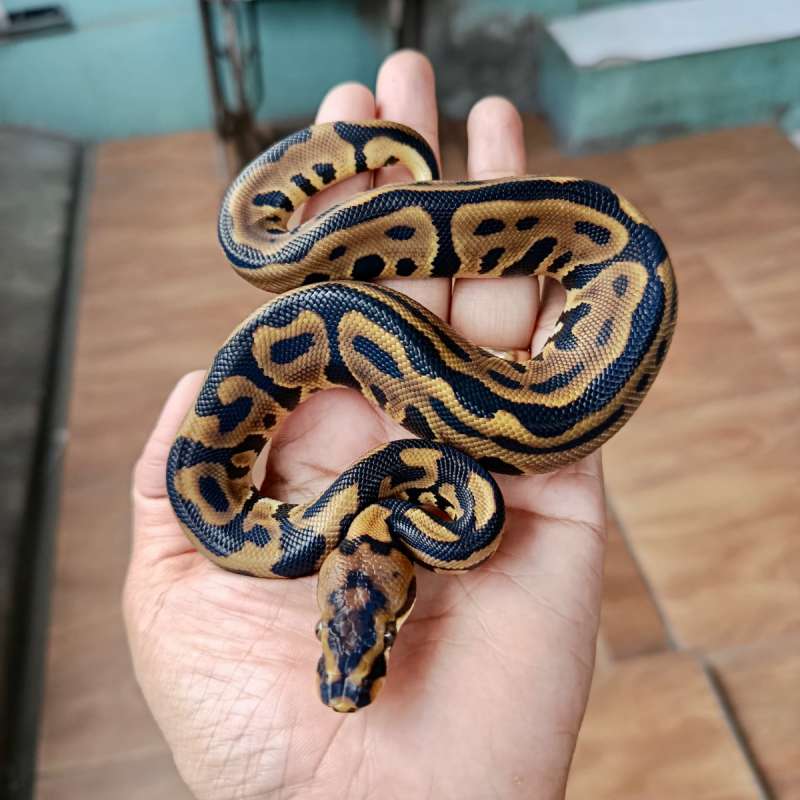 Spotnose Leopard Het Clown Posshet Pied
