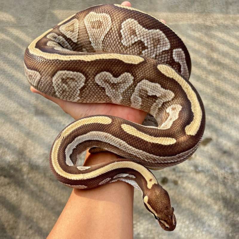 Mojave Specter Proven